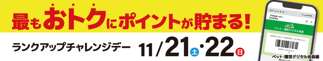 ポイントアップでお得